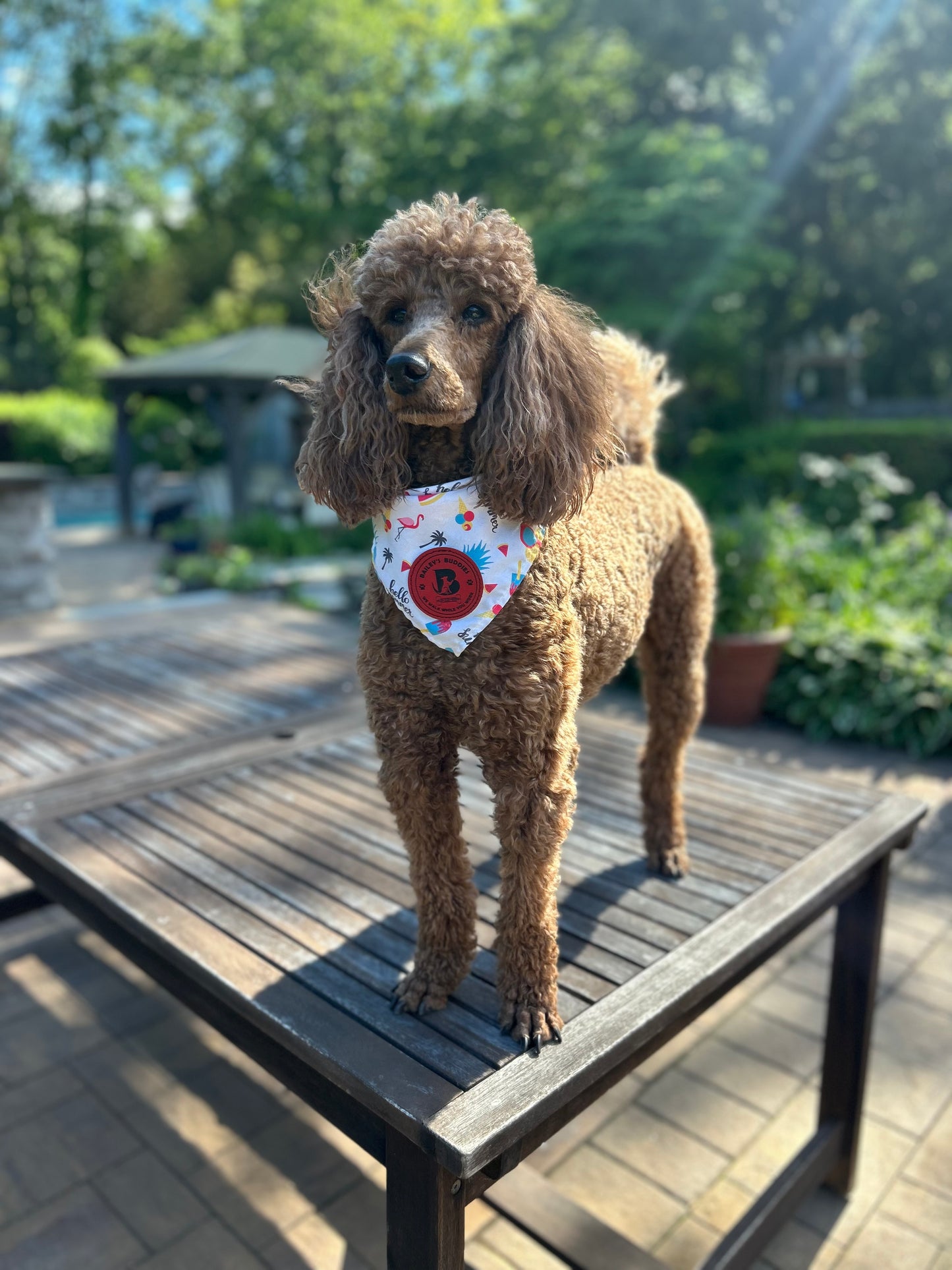 Drop In Visits/Pet Sitting