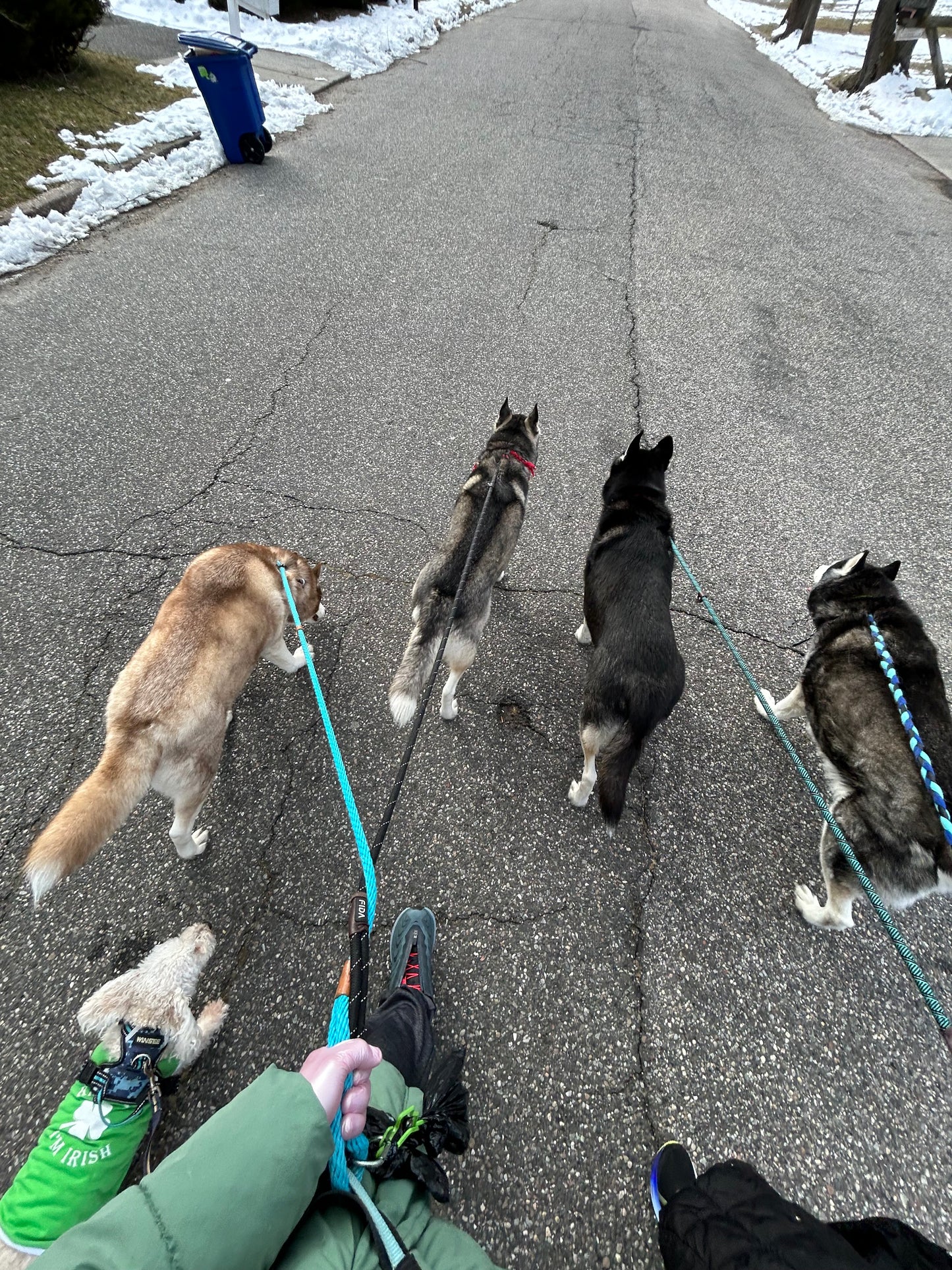 Social Time/Pack Walks