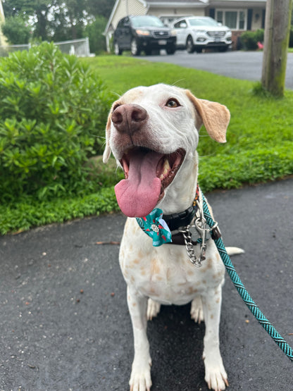 Dog Walking