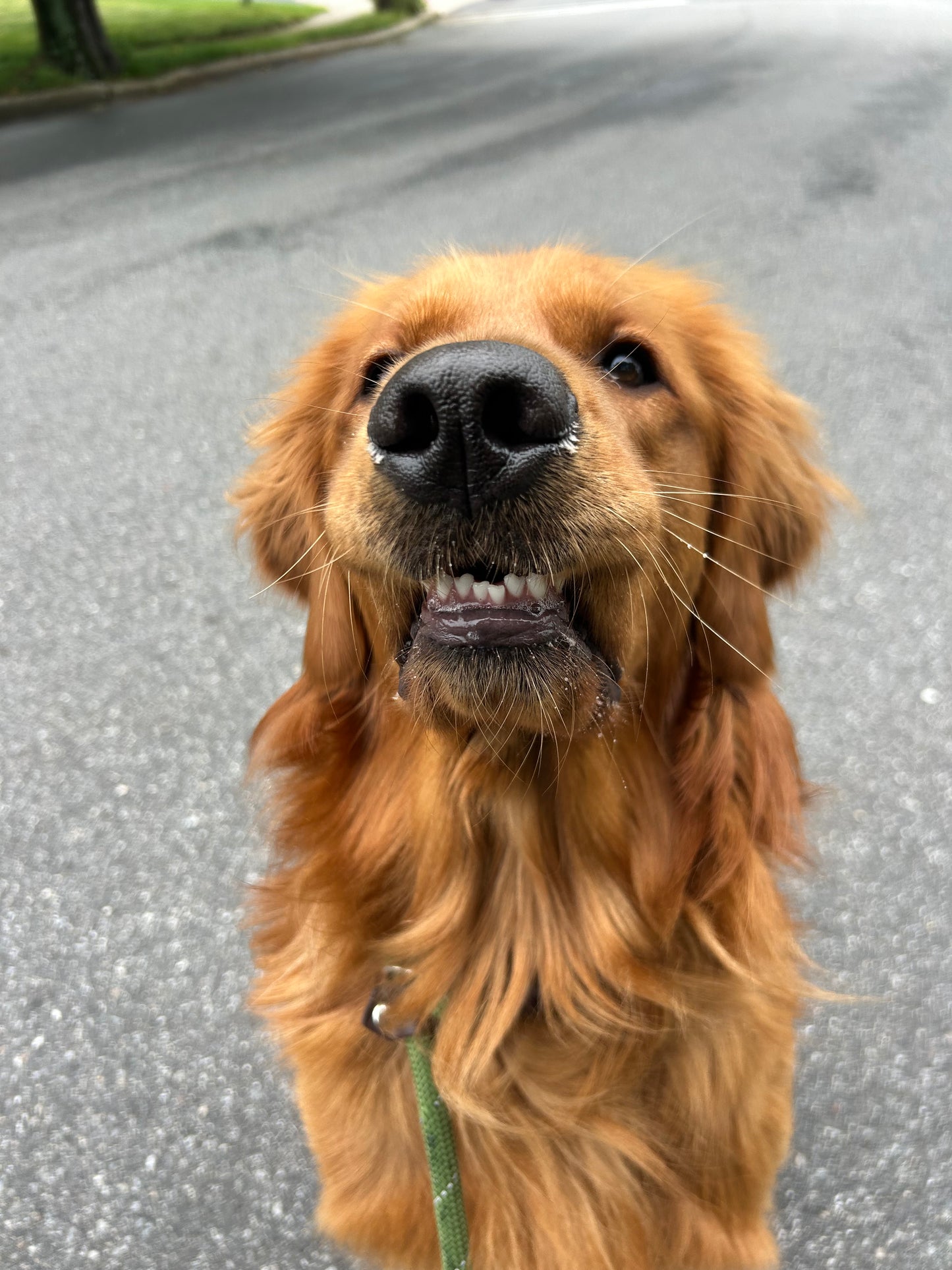 Drop In Visits/Pet Sitting