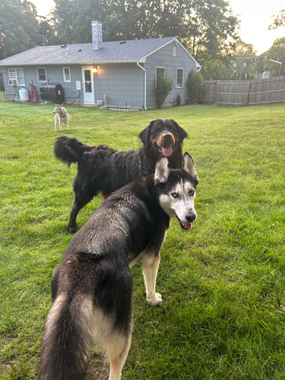Buddies Barkcation