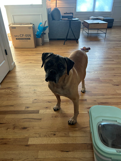 Drop In Visits/Pet Sitting