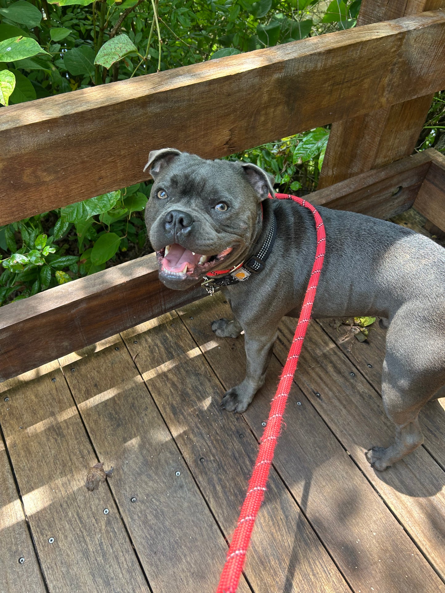 Dog Walking