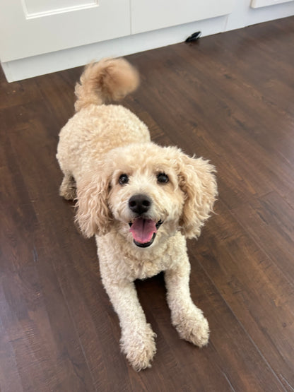 Drop In Visits/Pet Sitting