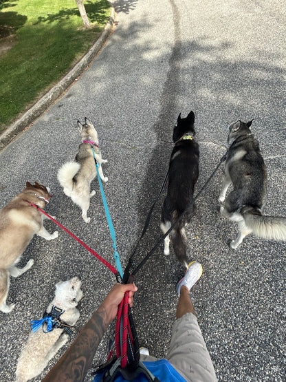 Dog Walking