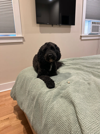 Drop In Visits/Pet Sitting