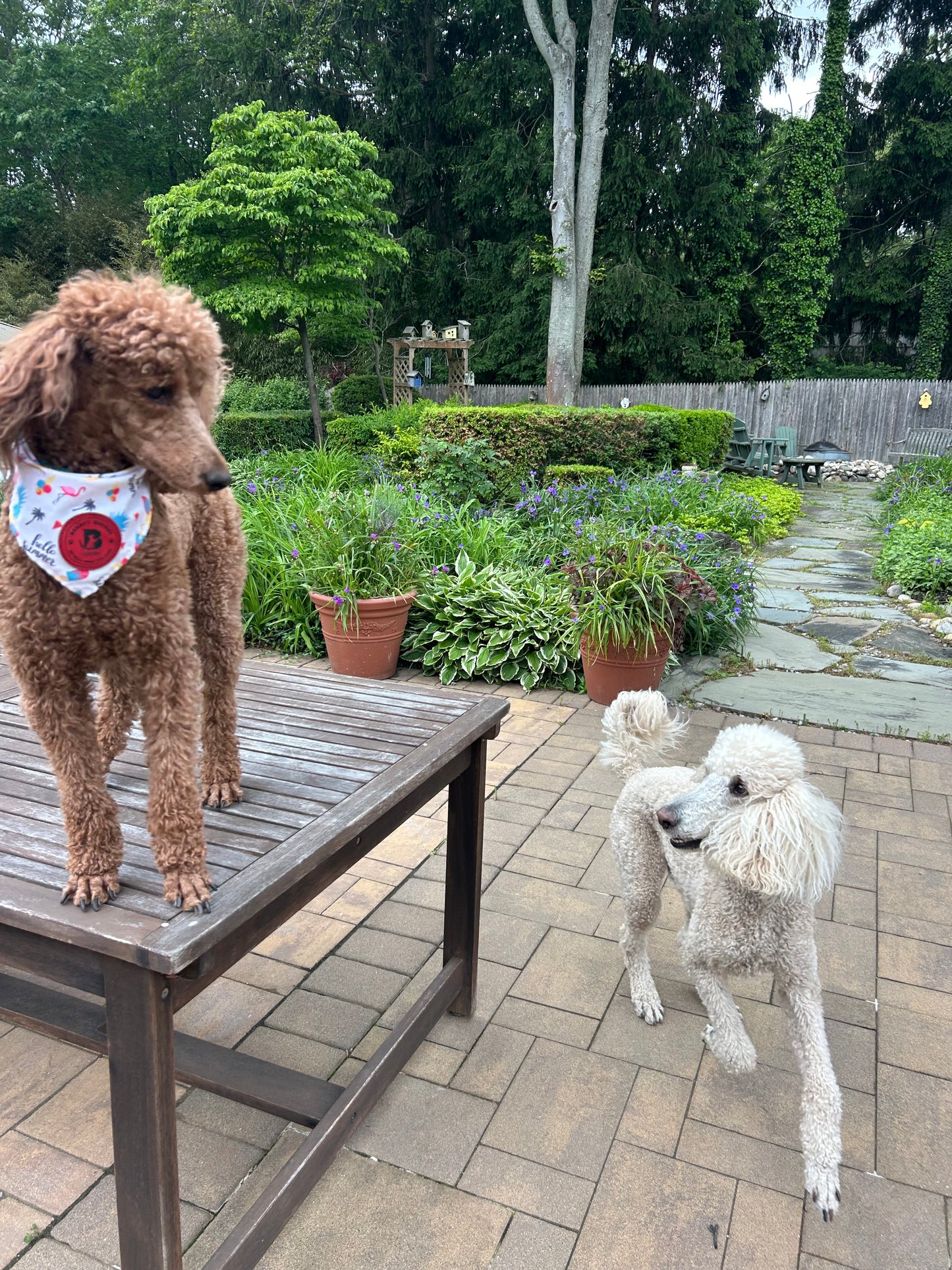 Drop In Visits/Pet Sitting