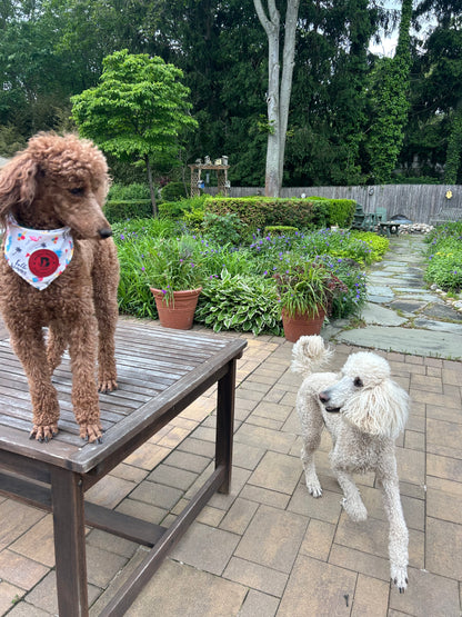 Drop In Visits/Pet Sitting