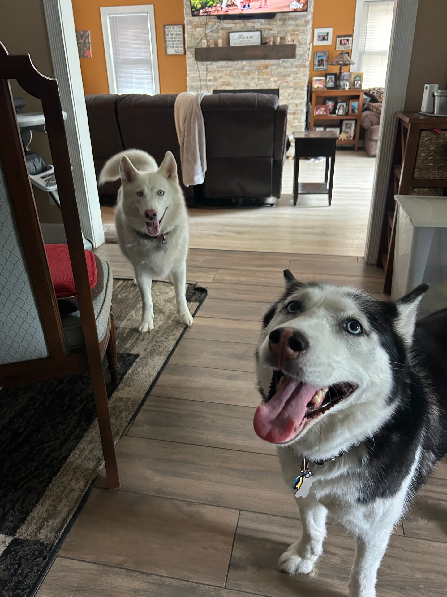 Drop In Visits/Pet Sitting