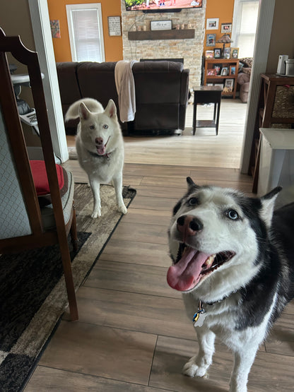 Drop In Visits/Pet Sitting