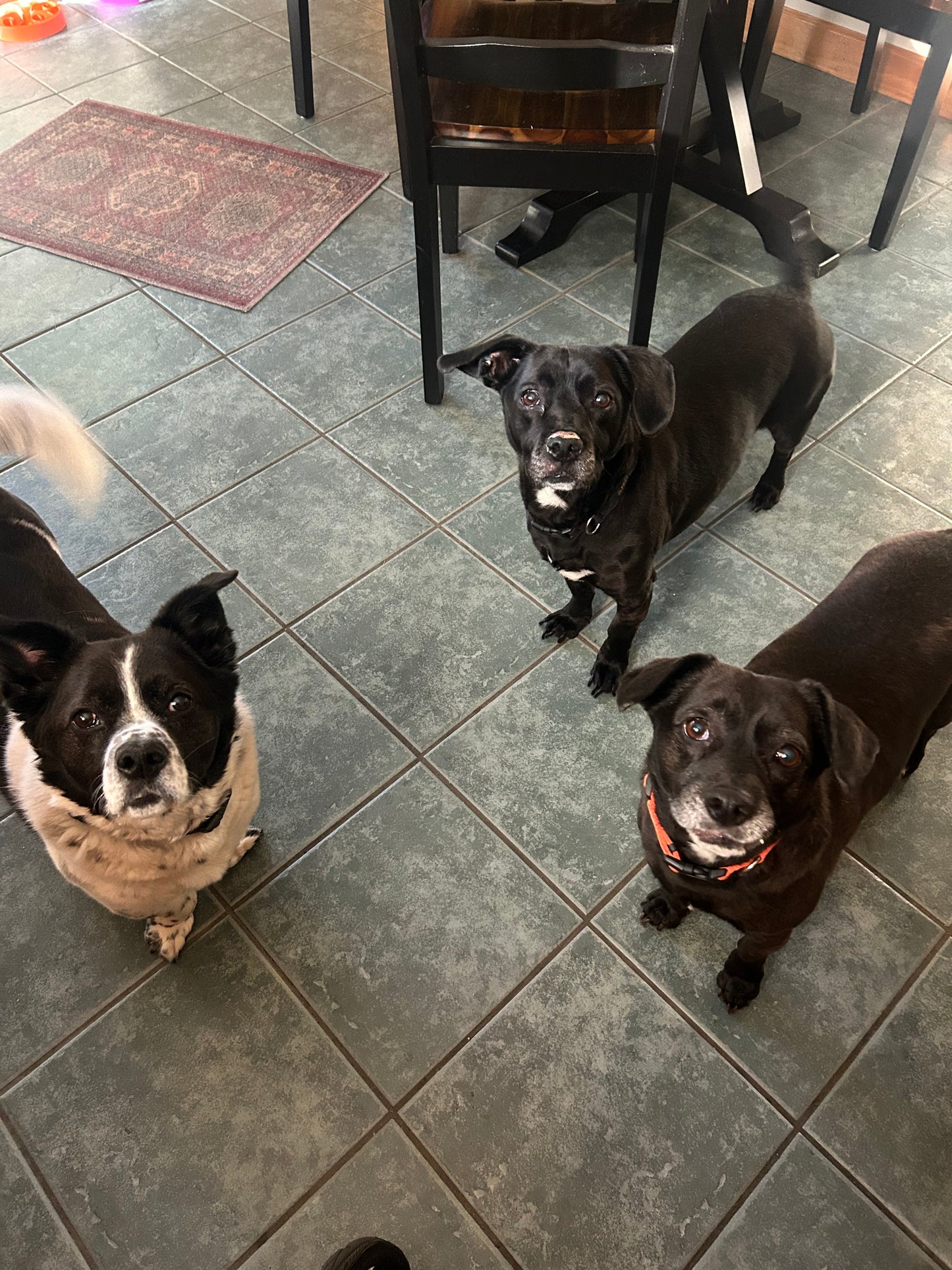 Drop In Visits/Pet Sitting
