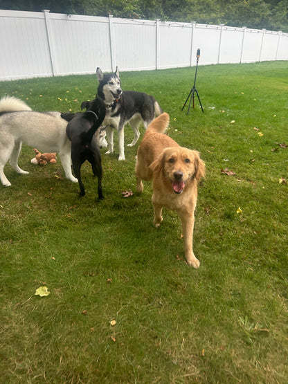 Buddies Barkcation