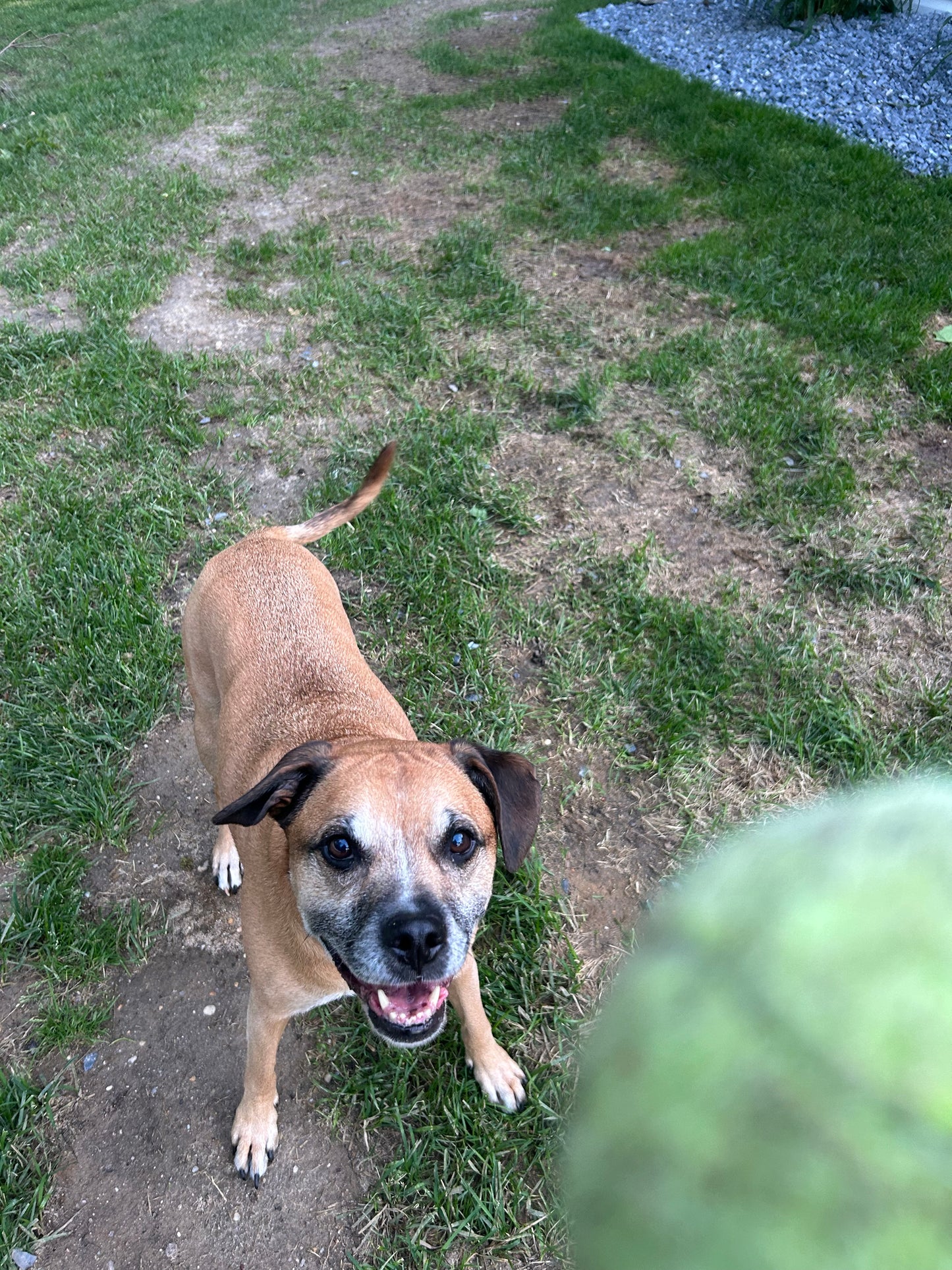 Drop In Visits/Pet Sitting
