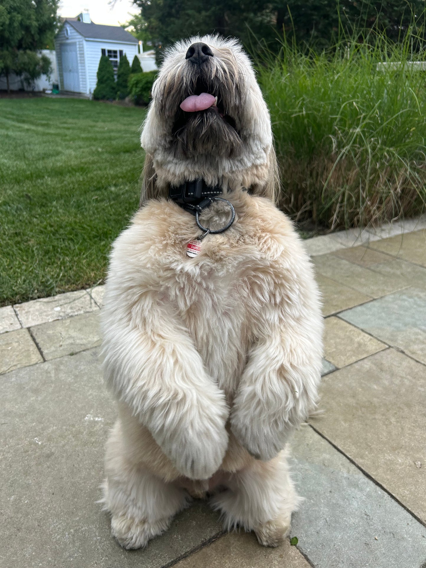 Drop In Visits/Pet Sitting