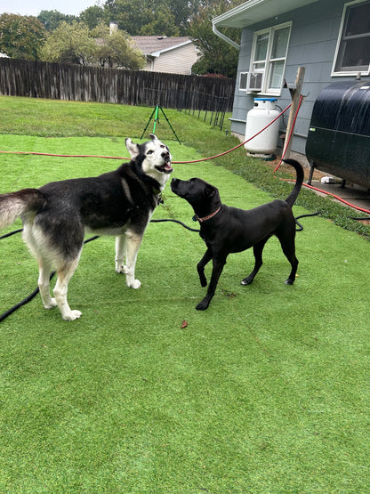 Buddies Barkcation
