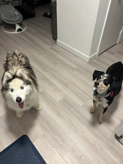 Buddies Barkcation