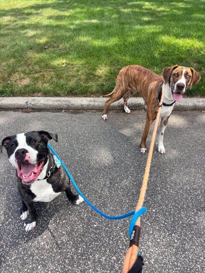 Dog Walking