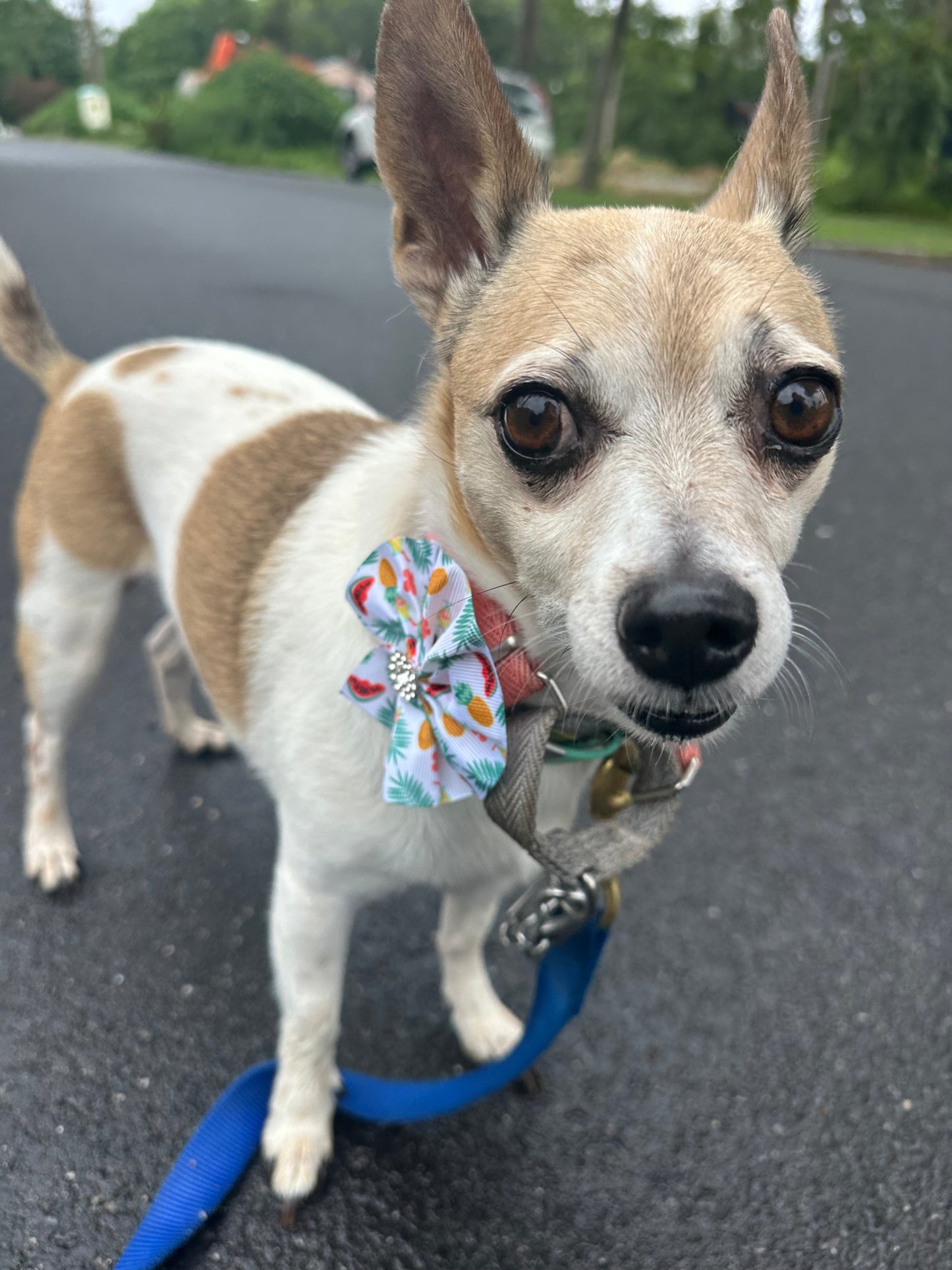 Dog Walking