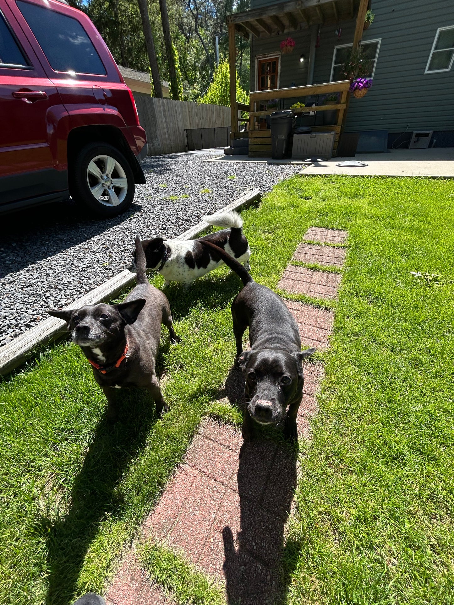 Drop In Visits/Pet Sitting