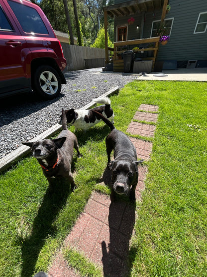 Drop In Visits/Pet Sitting