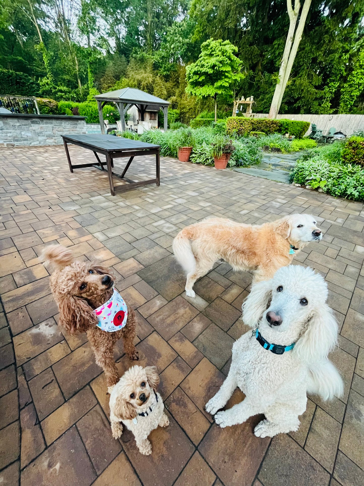 Drop In Visits/Pet Sitting