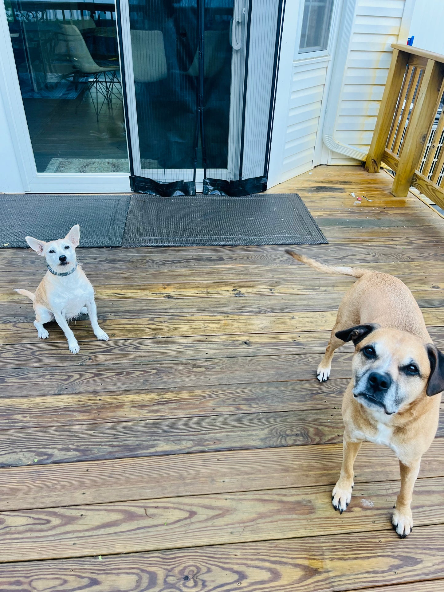 Drop In Visits/Pet Sitting