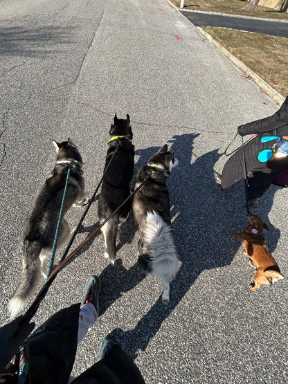 Social Time/Pack Walks