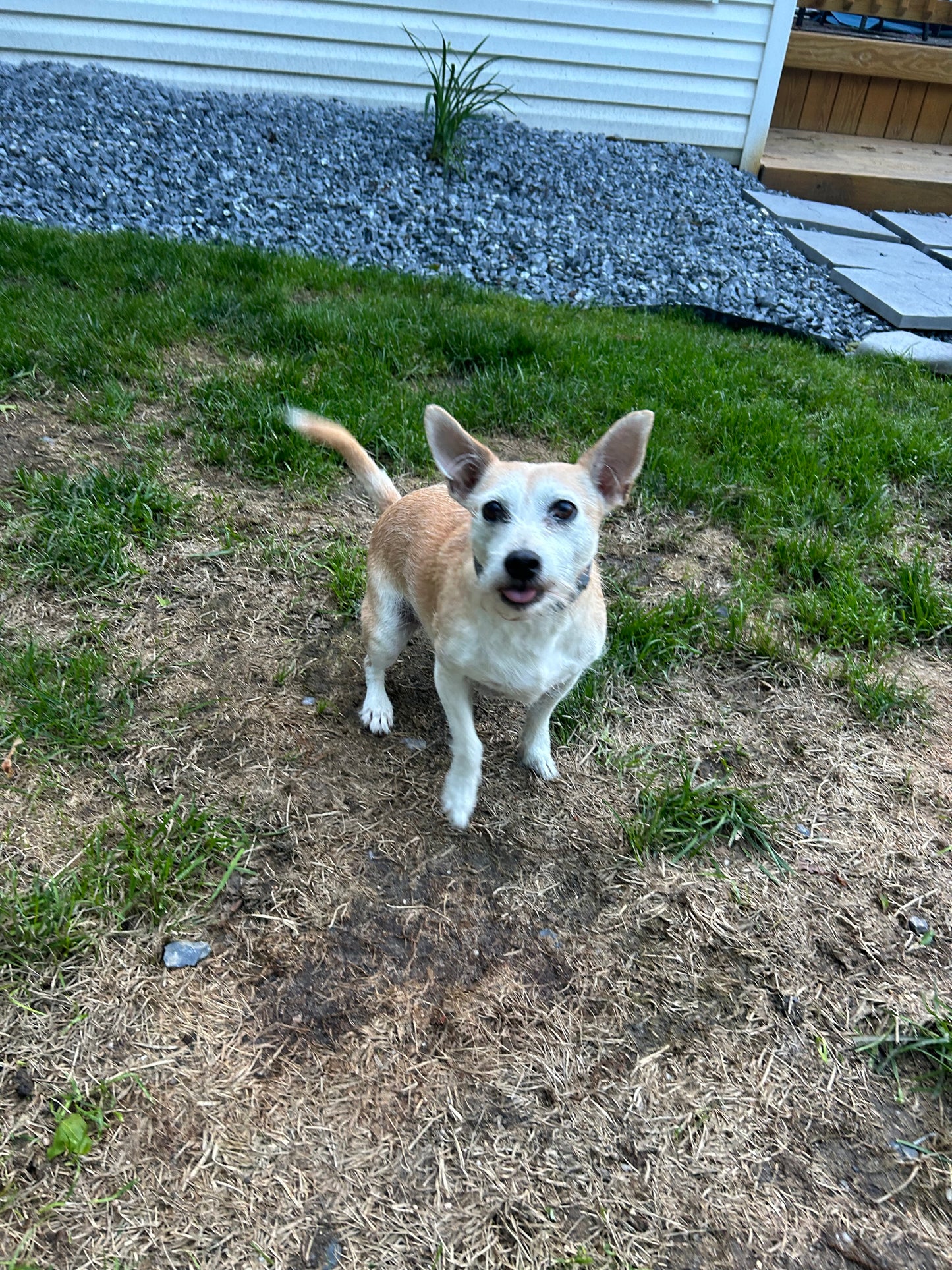 Drop In Visits/Pet Sitting