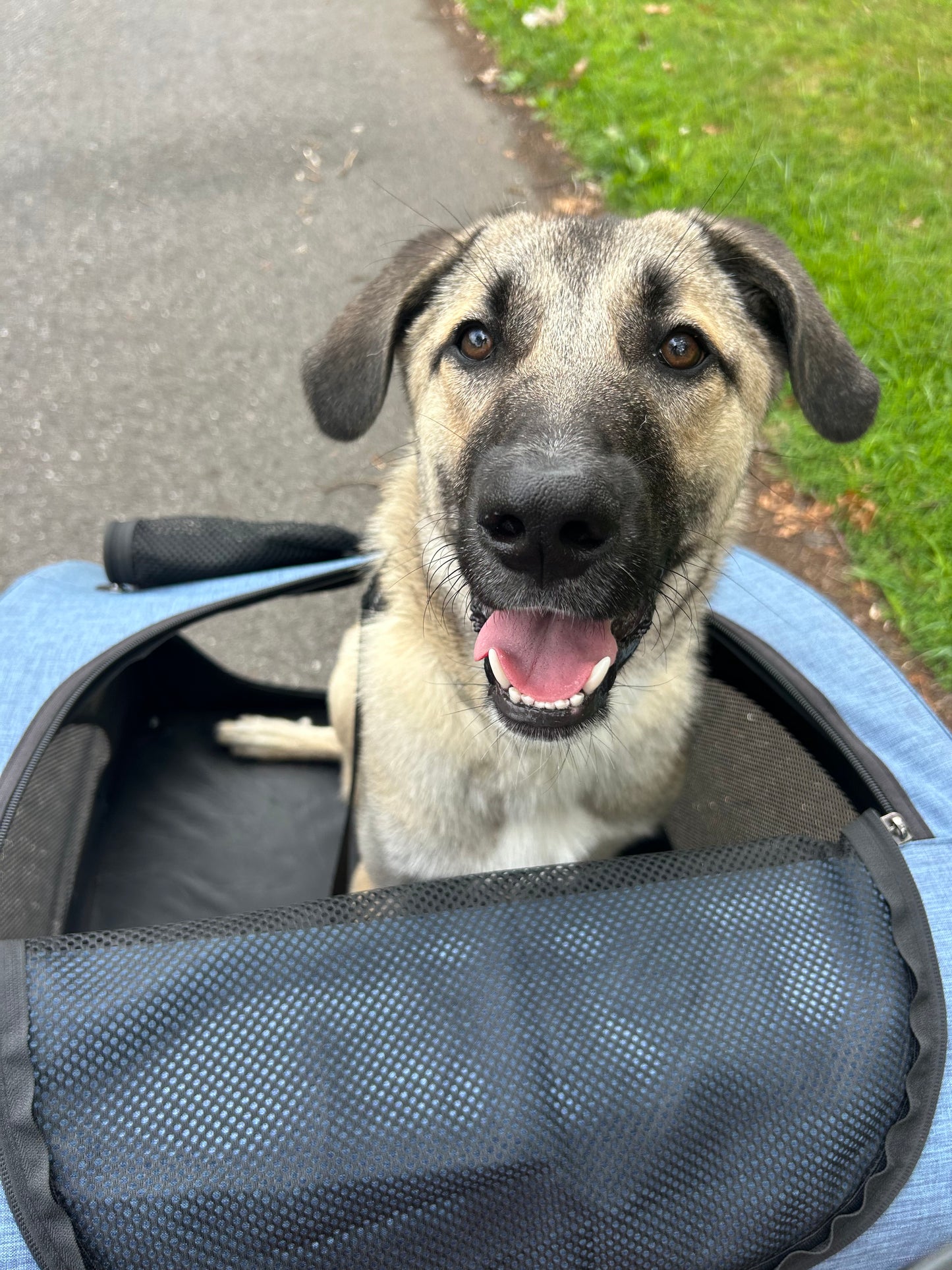 Drop In Visits/Pet Sitting