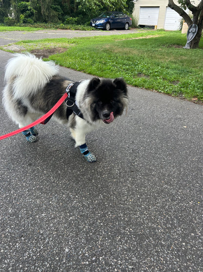 Dog Walking