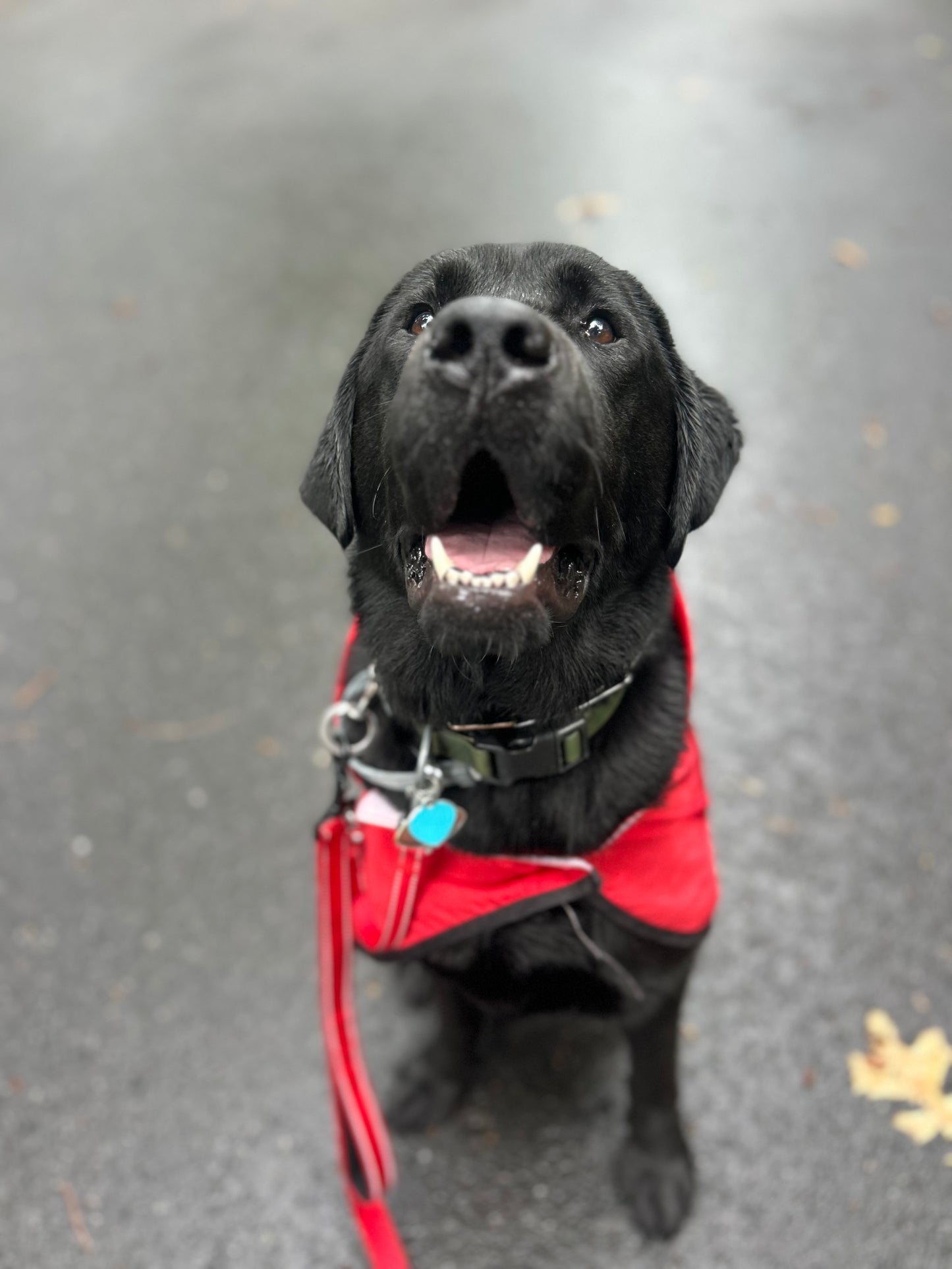 Dog Walking