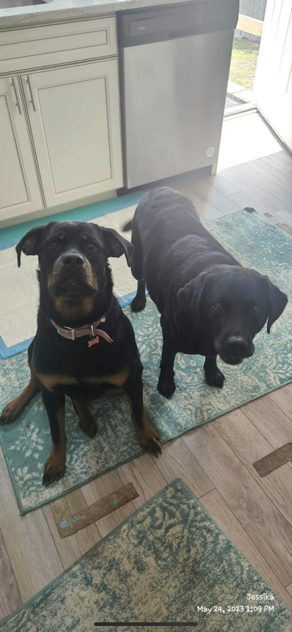 Drop In Visits/Pet Sitting - Main Image