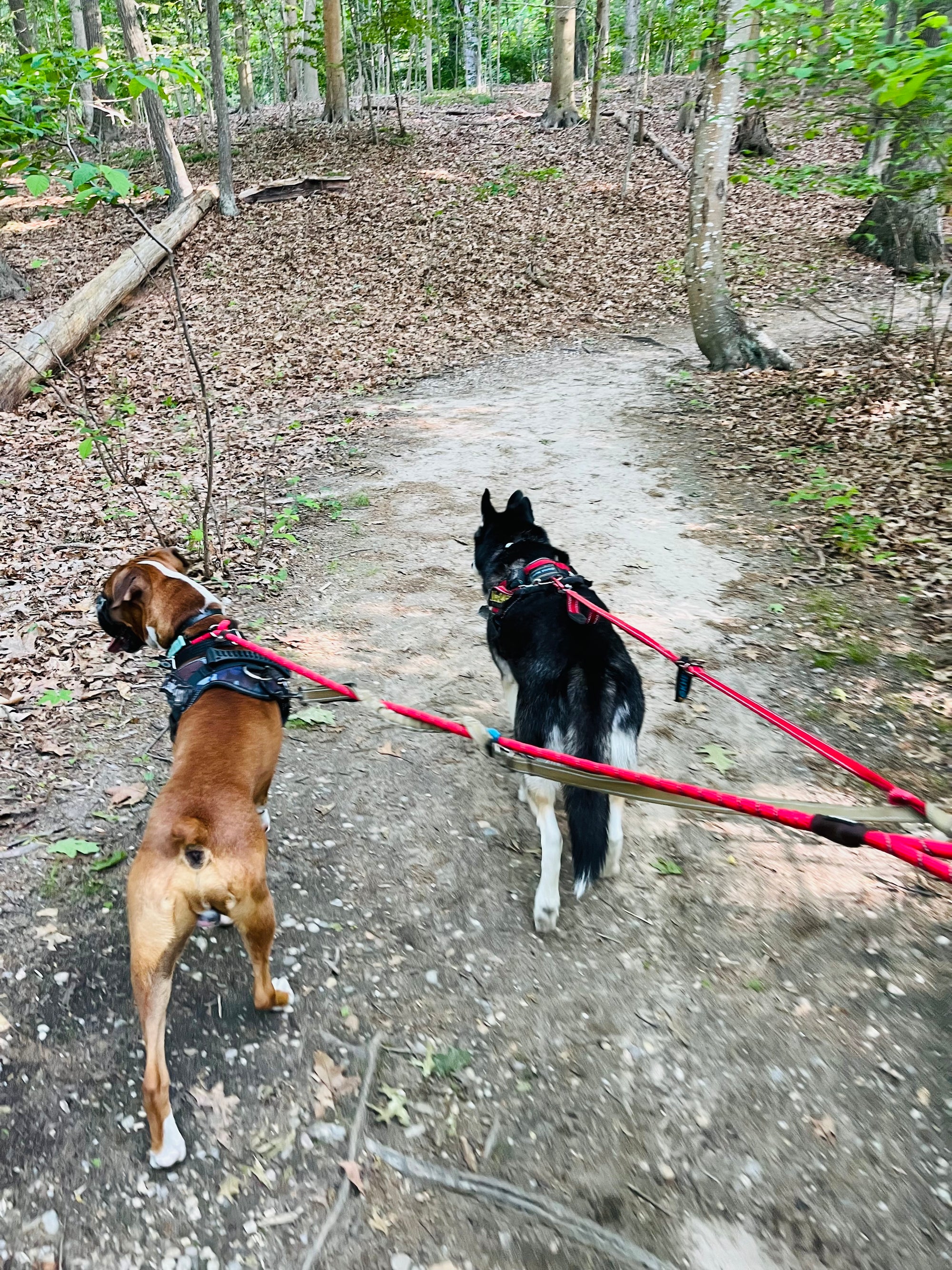 Pet Care Services Baileys Buddies