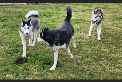 Social Time/Pack Walks