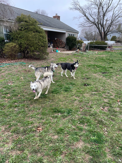 Social Time/Pack Walks