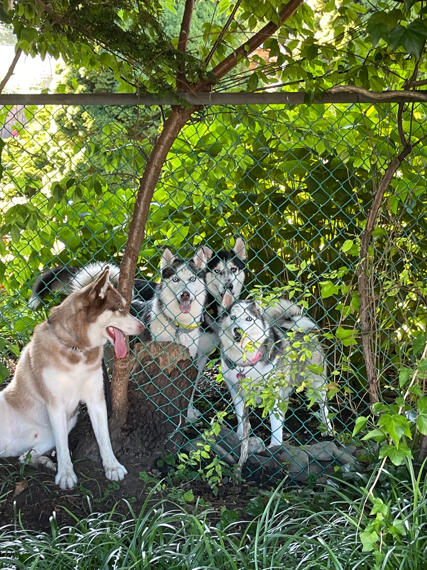 Social Time/Pack Walks