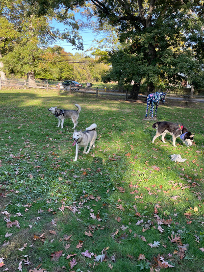 Social Time/Pack Walks